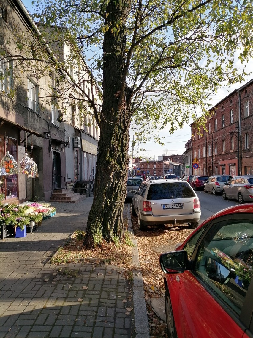 Mieszkańcy Katowic chcą, by drzewo przy ul. Markiefki 81...