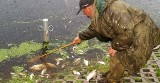 Śnięte ryby są już w Narwi! Czy dotknęła nas katastrofa ekologiczna? Zobacz zdjęcia 