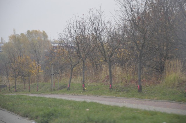 Oznakowane drzewa przy ul. Łukasińskiego zaniepokoiły naszego Czytelnika