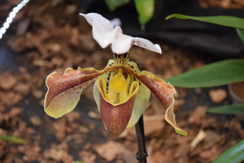 III Międzynarodowa Wystawa Świat Storczyków - The World of Orchids [zdjęcia]