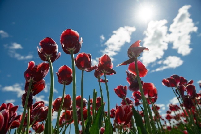 W Chrzypsku Wielkim trwają Międzynarodowe Targi Tulipanów....