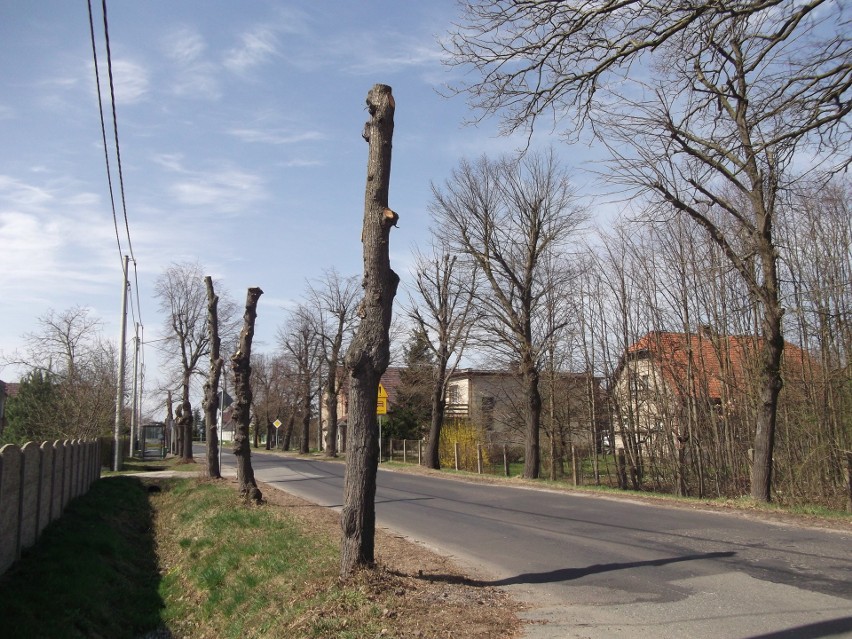 Początek wycinki drzew w Żerkowicach.