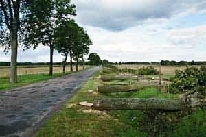 Wielka awantura o ulicę Kasztanową w Łopusznie! Dlaczego wycięto ponad 40 drzew? 