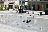 Fontanna na bocheńskim Rynku popularna nie tylko wśród mieszkańców i turystów. Korzystają z niej również bocheńskie gołębie. Zdjęcia i wideo