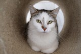 Bydgoski Klub Przyjaciół Zwierząt Animals zbiera środki na sterylizację kotów