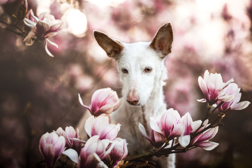 To najsłodsze co dzisiaj zobaczysz! Te zdjęcia zwyciężyły w konkursie Dog Photography of The Year