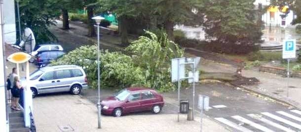 Powalone drzewo na jednej z koszalińskich ulic.