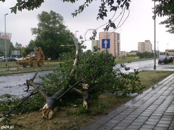 Powalone drzewo na jednej z ulic Koszalina