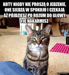 Międzynarodowy Dzień Kota