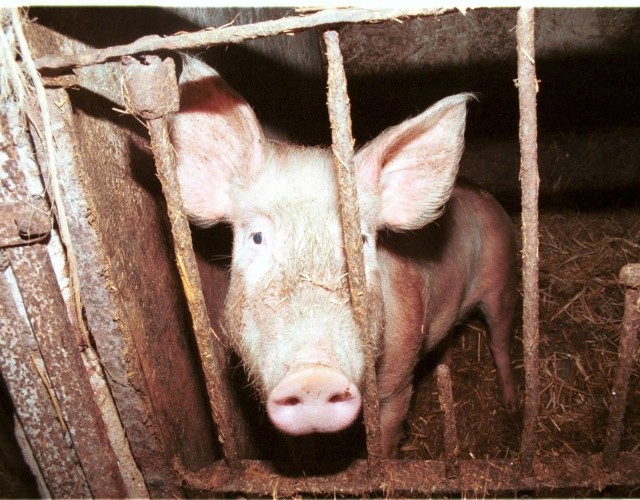 Na zwrot połowy kosztów bioasekuracji mogli liczyć tylko ci producenci, którzy mieli 50 sztuk świń