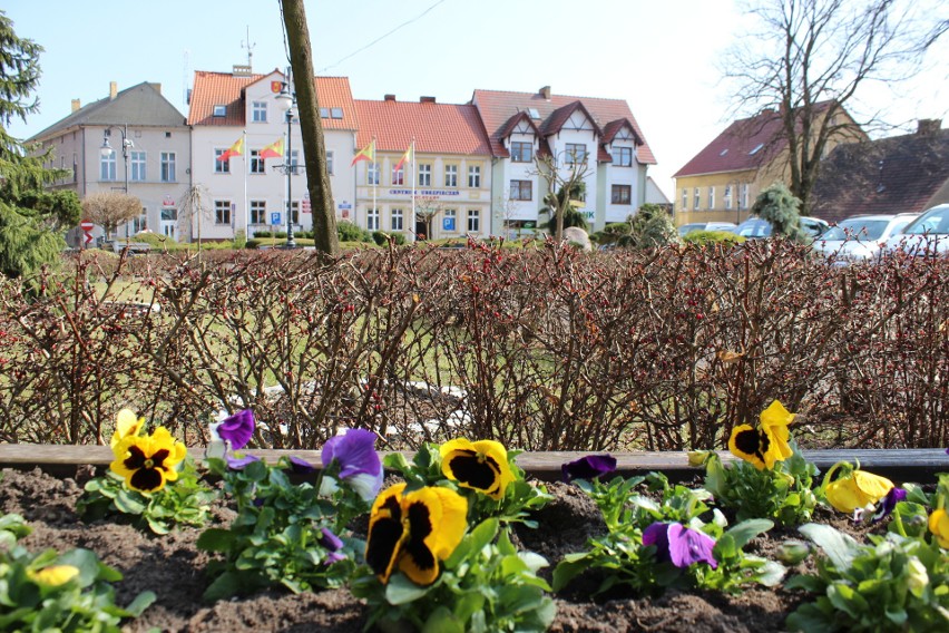 Wiosna już zawitała do Pszczewa.