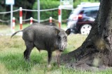 Ogród Botaniczny w Łodzi. Dziki zjadły ziemniaki i stratowały zboże rosnące w skansenie. Nie będzie żniw ani wykopków 