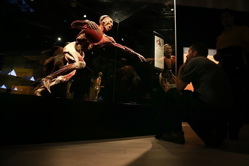 Wystawa ludzkich ciał Body Worlds w Katowicach od 10 lutego