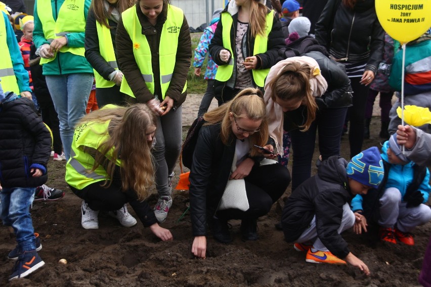 W Żorach zasadzili prawie 1000 żonkili, tworząc "Pole Nadziei" przy hospicjum