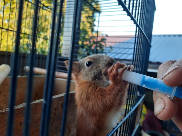 Małe wiewiórki pan Tadeusz karmi strzykawką.