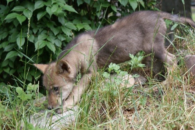 Mała wilczyca w Zoo w Eberswalde