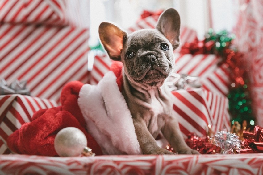 Boże Narodzenie 2019. Zwierzaki też kochają święta! Te zdjęcia sprawią, że zrobi Wam się ciepło na serduszku! 