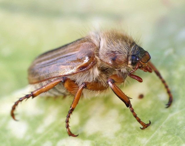 Guniak czerwczyk - gatunek chrząszcza, którego można spotkać i w Polsce.