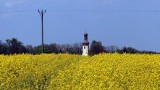 Wiosenny Dolny Śląsk ma kolor żółty! Kwitnący rzepak tworzy wyjątkowe krajobrazy [ZDJĘCIA] 
