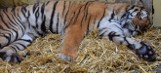 Kłopoty z wyjazdem tygrysów z poznańskiego zoo do Hiszpanii. A czasu coraz mniej... Jedno ze zwierząt walczy o życie