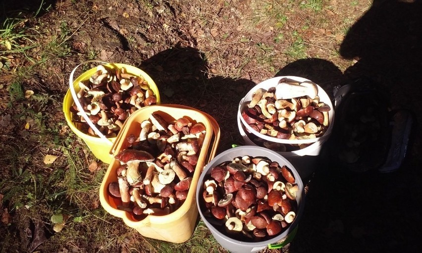 Czytelnicy się chwalą: cztery wiadra grzybów w półtorej godziny! [zdjęcia]