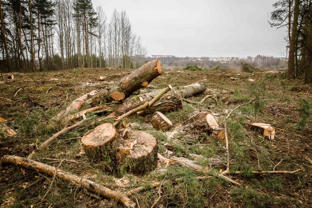 W czasie 15 listopada - 20 grudnia wydano 43 decyzje administracyjne w sprawie usunięcia drzew w Białymstoku. - Skala jest ogromna - twierdzi zatroskana Czytelniczka "Kuriera Porannego".