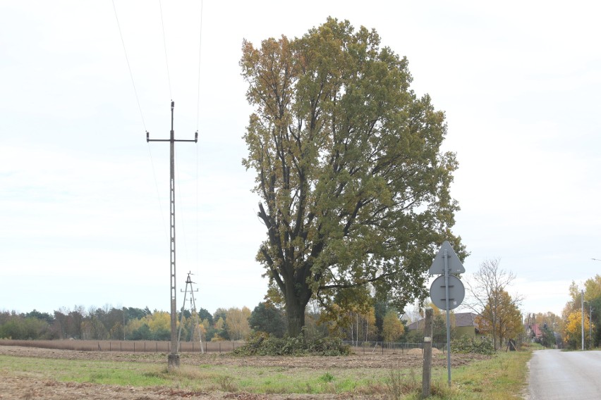 Blisko 250-letni dąb stracił 30 proc. swojego konaru....