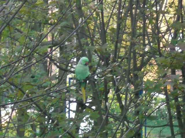 Papuga lata na osiedlu Morelowym w Zielonej Górze.