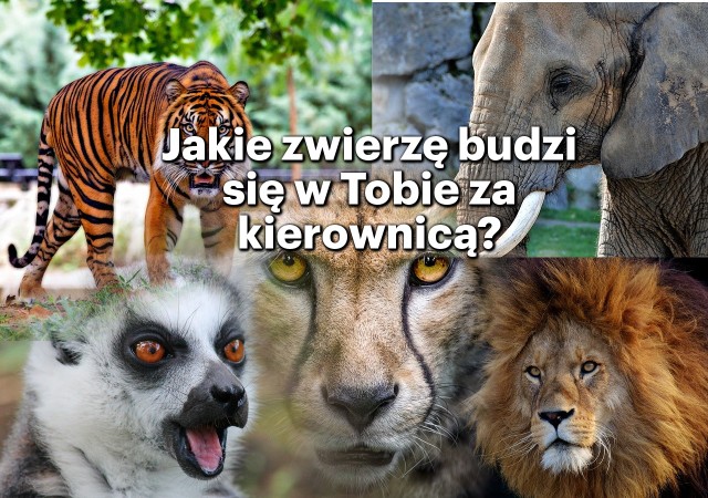 Emocje nierozerwalnie towarzyszą nam podczas jazdy samochodem. Dlatego Shell, producent olejów silnikowych do samochodów osobowych Shell Helix, w ramach globalnej kampanii #DriveOn postanowił zbadać jak zachowują się i czego doświadczają kierowcy.Na podstawie wyników badania wyłoniono sześć najczęściej spotykanych typów kierowców, którzy różnią się upodobania, poziomem empatii, temperamentem, nawykami i stylem jazdy. Otrzymane typy doskonale oddają charakter i zachowania zwierząt z afrykańskiej dżungli.Zobacz, jakie zwierzę pasuje do Twojego stylu jazdy ►►►Dzięki refleksowi kierowca oszukał przeznaczenie i uniknął wypadku z ciężarówką [WIDEO]