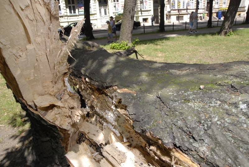 Drzewo runelo w parku przy al. Sienkiewicza