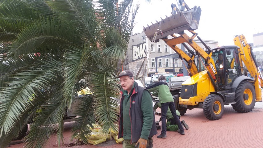 Palmy wróciły na rynek w Katowicach