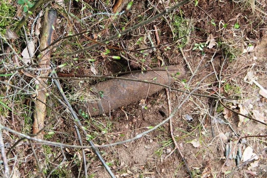 Puszcza Augustowska. Podczas prac leśnych na terenie Nadleśnictwa Głęboki Bród znaleziono niewybuch