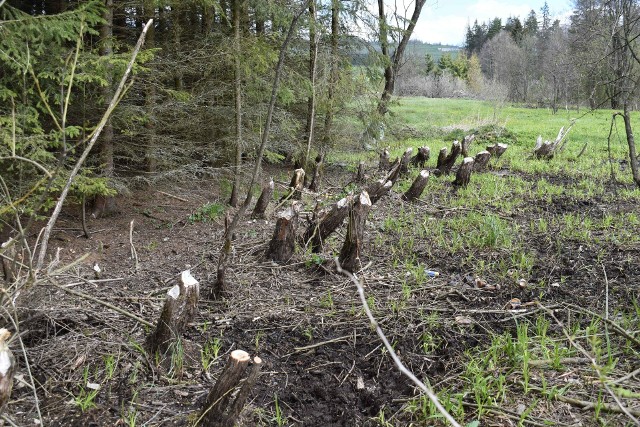 Odrowąż w gminie Czarny Dunajec. Tu ślady obecności bobrów widać przy każdym niemal potoku. Mieszkańcy uważają, że mają coraz większy problem z bobrami. Dlatego urząd miasta i gminy wystąpił do RDOŚ o zgodę na odstrzał części populacji