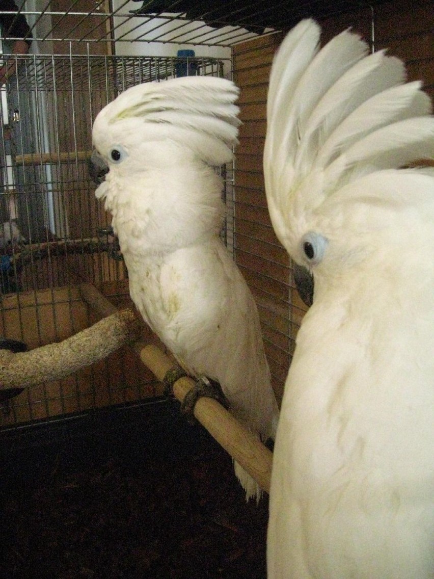 Papugi kakadu trafiły do zoo w Zamościu