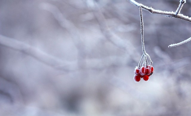 22 grudnia jest dniem, w którym zaczyna się kalendarzowa i astronomiczna zima
