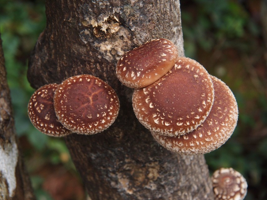 Twardnik japoński, twardziak jadalny, shiitake, shitake lub...