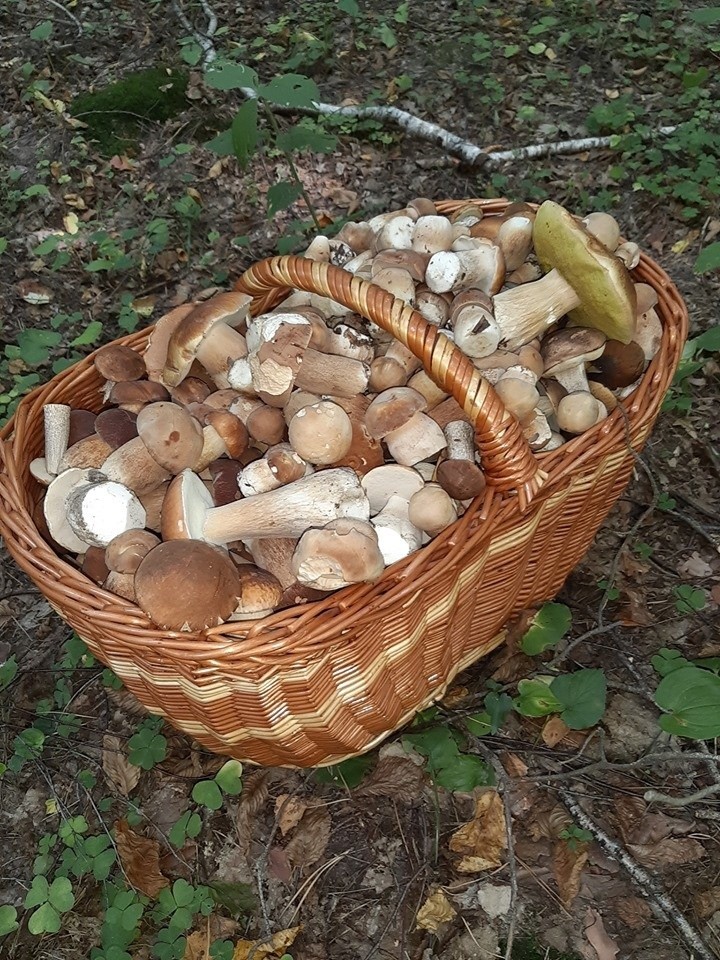 Prawdziwki, maślaki, kanie. Wysyp grzybów na Lubelszczyźnie