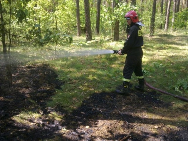 Strażacy gaszą pożary w lasach