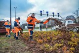 Zielony budżet Lublina. Znamy zwycięskie projekty