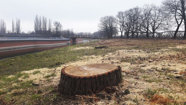 Wycięte drzewa przy mostach Warszawskich