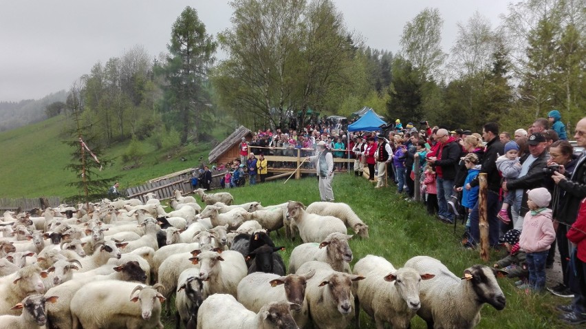 W Wiśle, na Cieńkowie, pasterze wymiyszali owce ZDJĘCIA