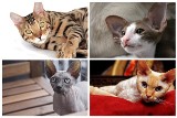 Najlepsze rasy kotów dla alergików. Masz alergię na sierść? Sprawdź jakiego kota wybrać!