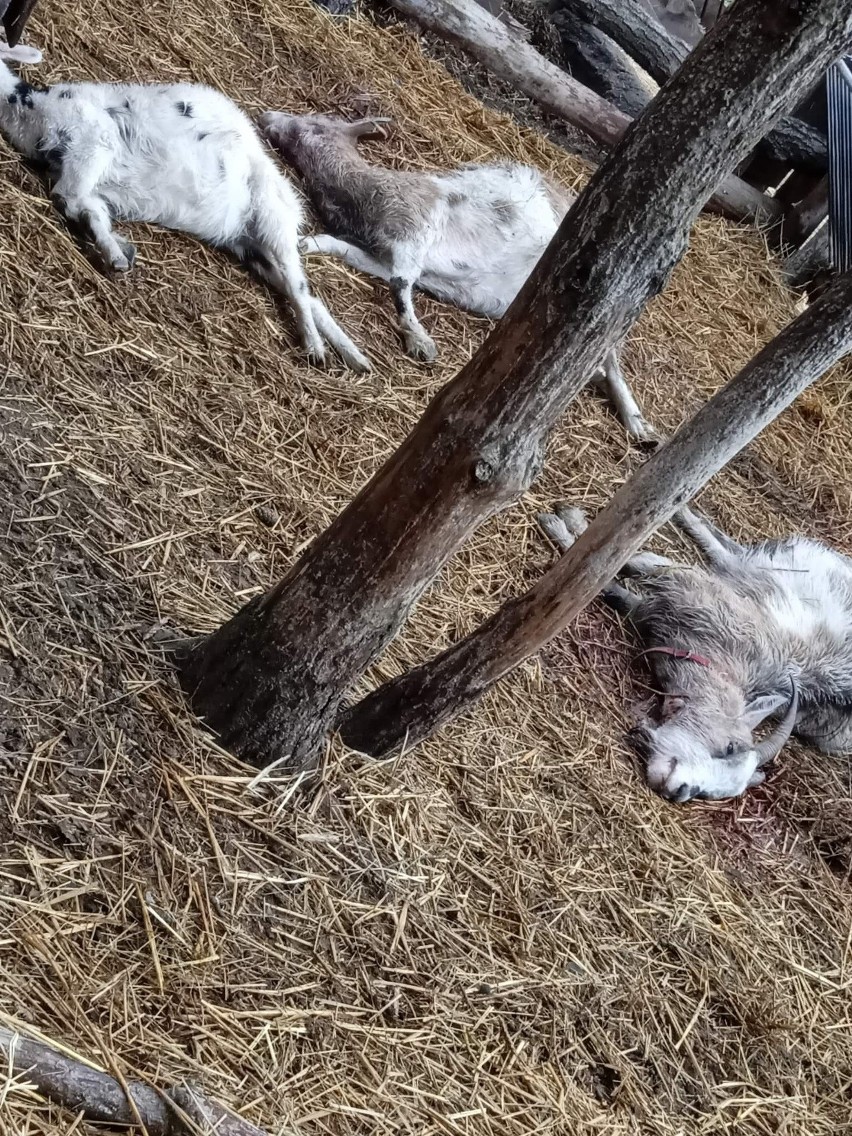 Psy zagryzły zwierzęta w Leśnej Zagrodzie w Janopolu. 1.03.2023 