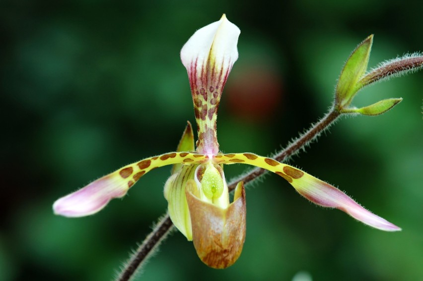 Sabotek (łac. Paphiopedilum)...