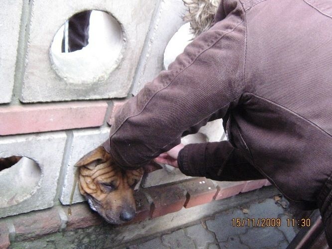 Głowa psa zaklinowała się w murze.  Zwierzę męczyło się niemiłosiernie zanim nie zostało uśpione (zdjęcia)