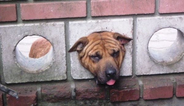 Głowa psa zaklinowała się w murze.  Zwierzę męczyło się niemiłosiernie zanim nie zostało uśpione (zdjęcia)