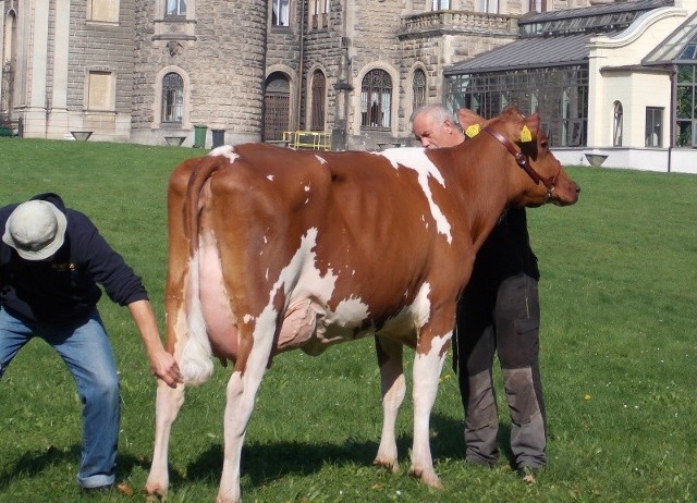 Zanim modelka wyjdzie na wybieg, bierze prysznic i trafia w ręce fryzjera, który układa jej ogon i przygotowuje równy grzbiet. Jej racice się przycina i szlifuje.