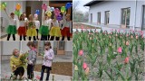 Uczniowie ze szkół w Tarnowie i regionie rozdają tulipany i pomagają hospicjum Via Spei. Akcje charytatywną wspiera małopolska kurator 