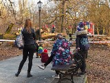 Potężne drzewo runęło na alejki! Park Źródliska pełen spacerowiczów i bawiących się dzieci. O krok od tragedii w Parku Źródliska