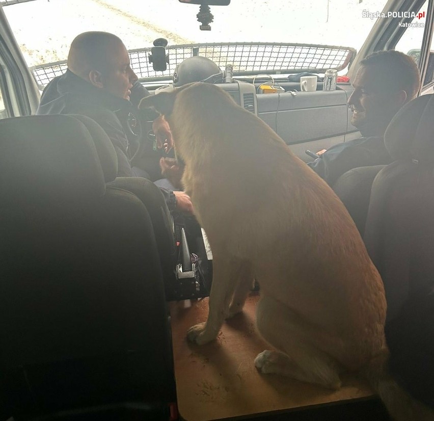 Policjanci z Katowic uratowali wyziębionego psa. Zwierzak...